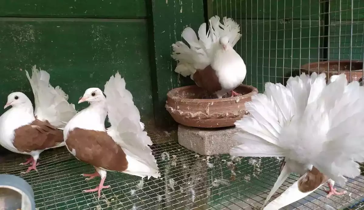 Burung Merpati American Fantail