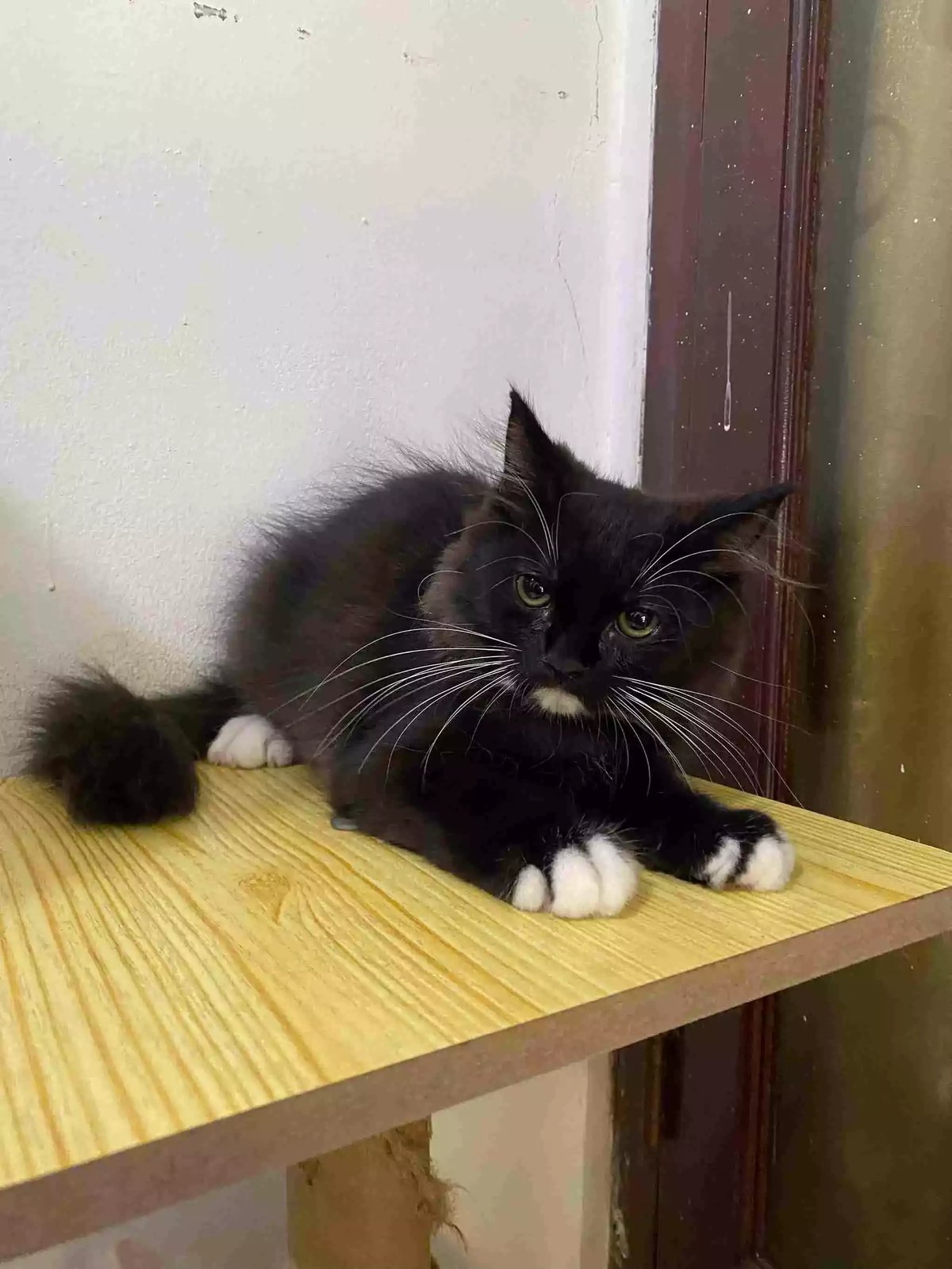 Kucing Persia Hitam Putih Bulu Lebat Aktif