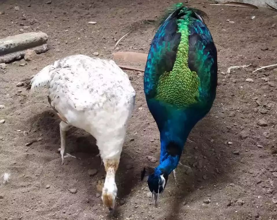 Burung Merak Blackshoulder Biru