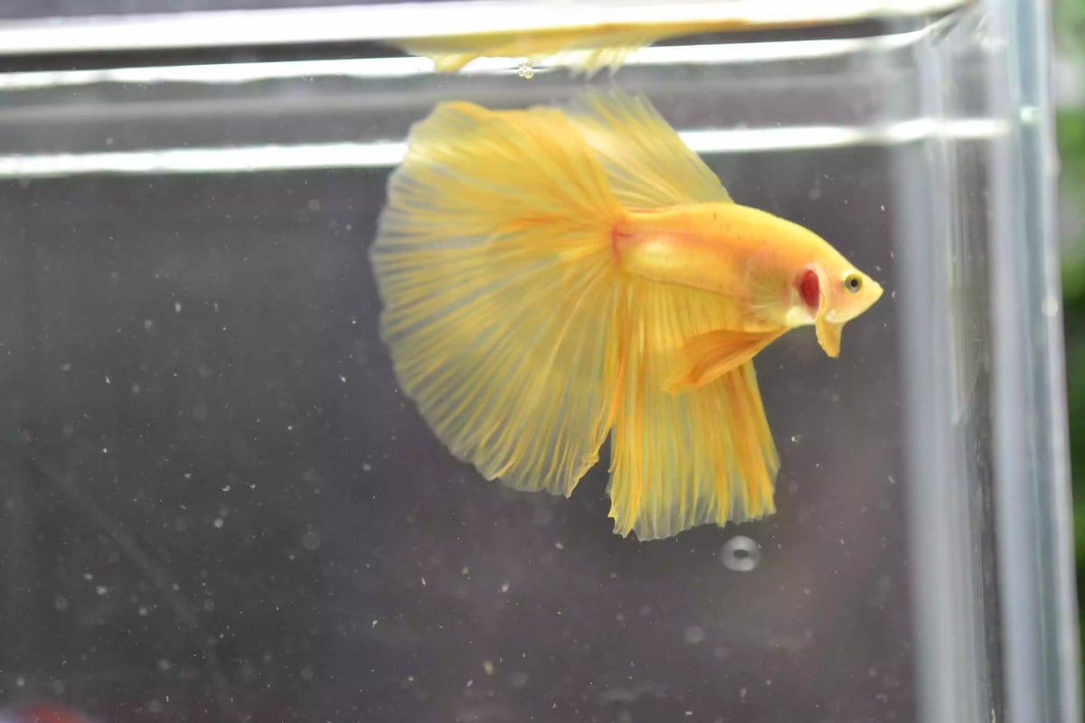 Ikan Cupang Halfmoon Yellow