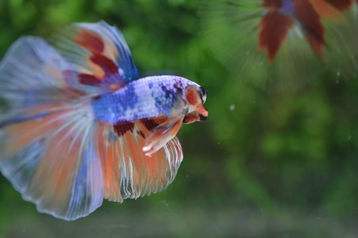 Ikan Cupang Halfmoon Fancy Nemo