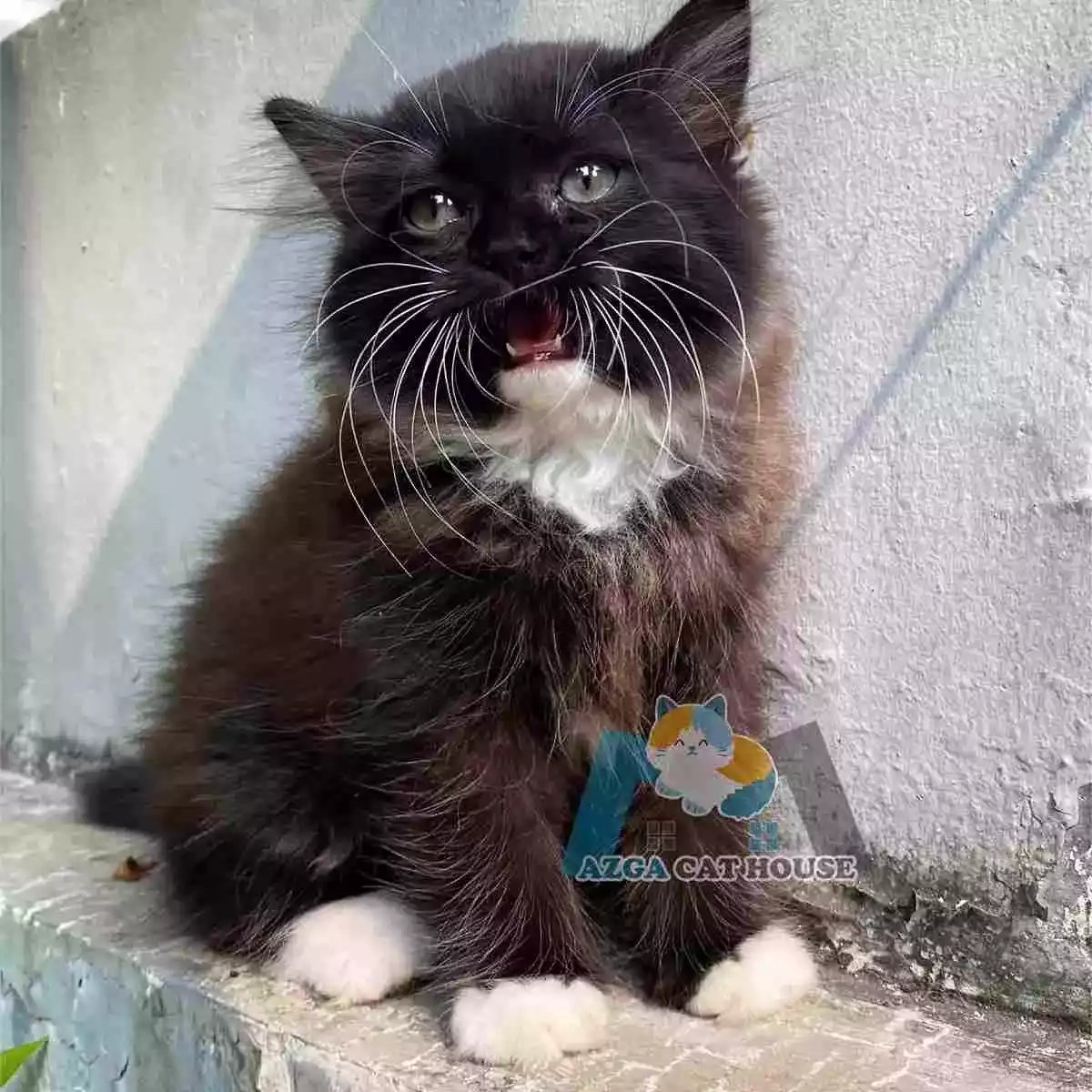 Kucing Persia Hitam Putih Longhair Bulu Lebat Aktif
