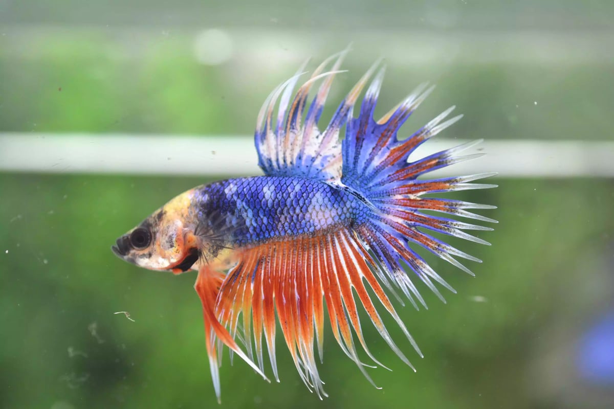 Ikan Cupang Crowntail Fancy