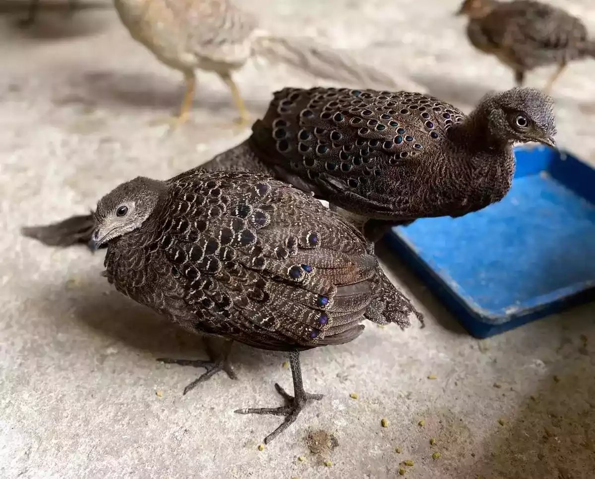 Grey Peacock Pheasant