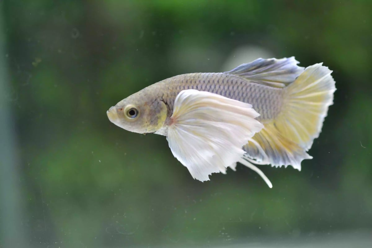 Ikan Cupang Dumbo Ear