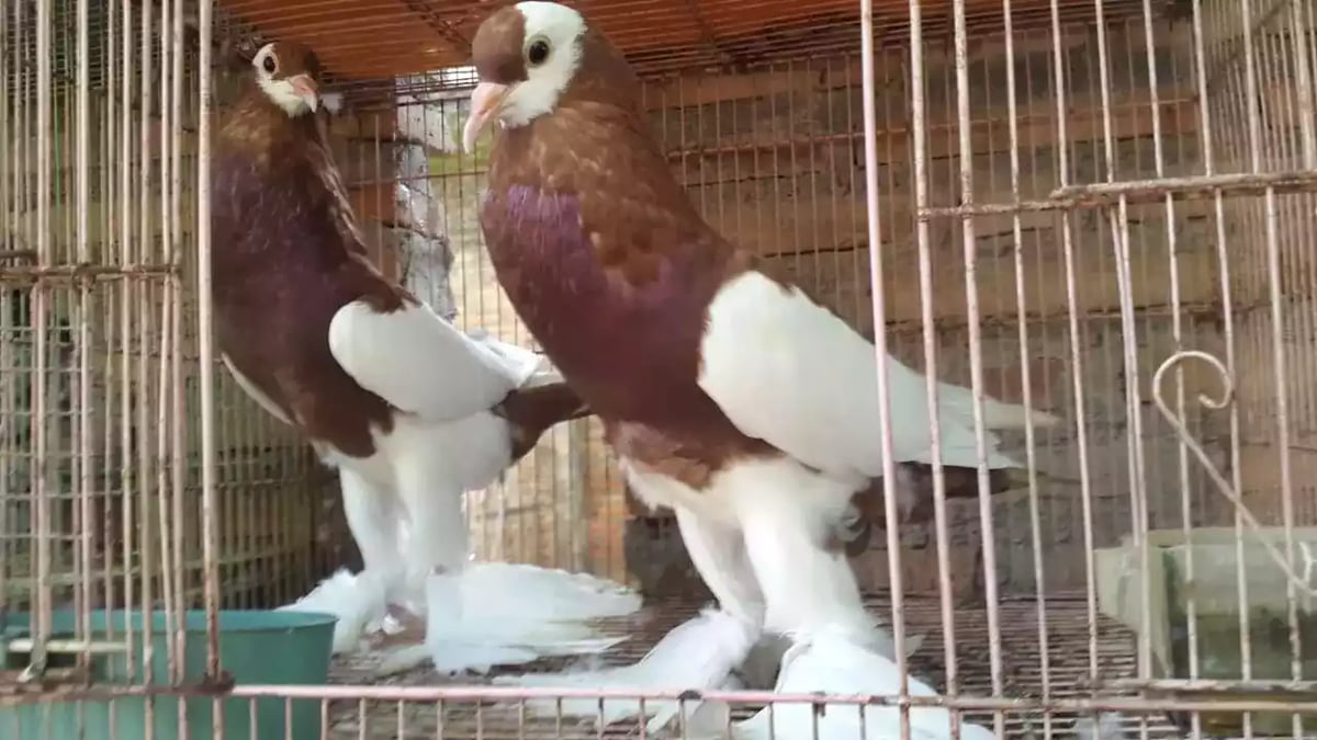 Burung Merpati Gondok