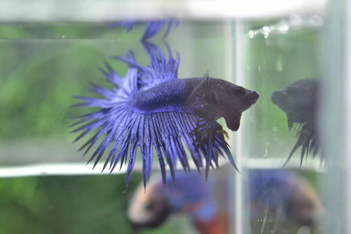 Ikan Cupang Crowntail Blue