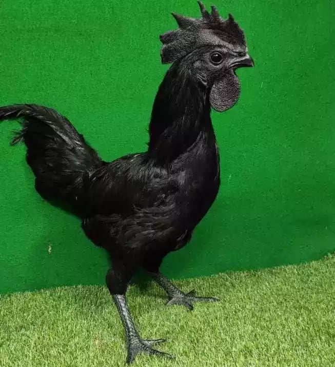 Ayam Cemani