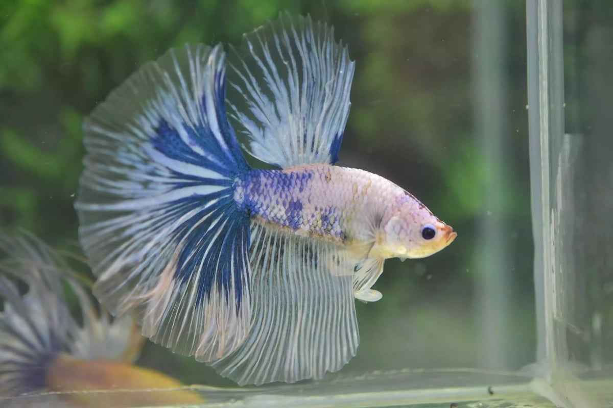 Ikan Cupang Halfmoon Marble