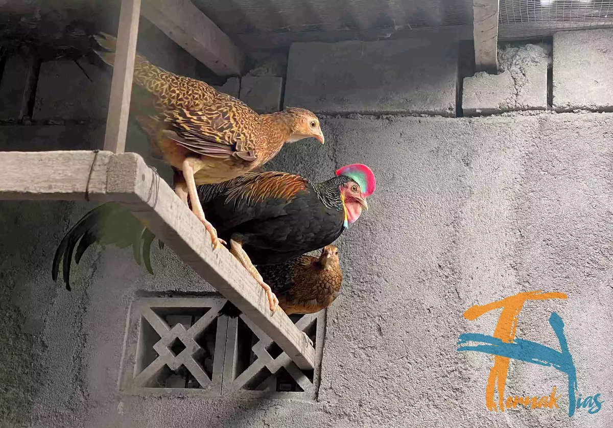 Ayam Hutan Hijau (Gallus Varius)