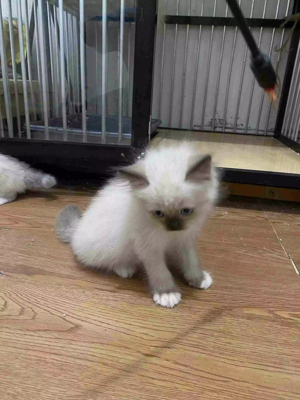 Kucing Himalaya Seal Point Bulu Lebat Aktif