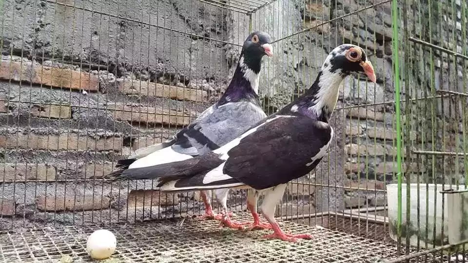 Burung Merpati Jerman GBH