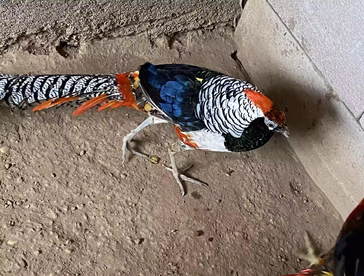 Lady Amherst's Pheasant