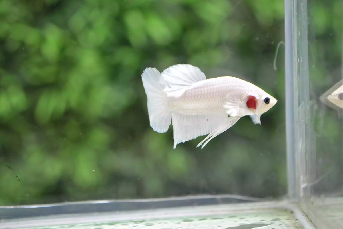 Ikan Cupang Plakat Platinum