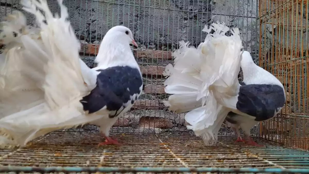 Burung Merpati American Fantail