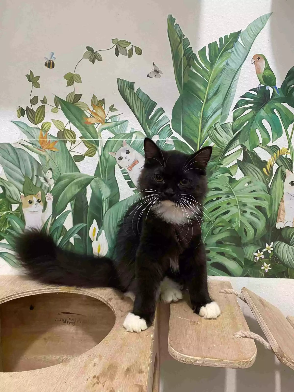 Kucing Persia Hitam Putih Jantan Bulu Lebat Aktif