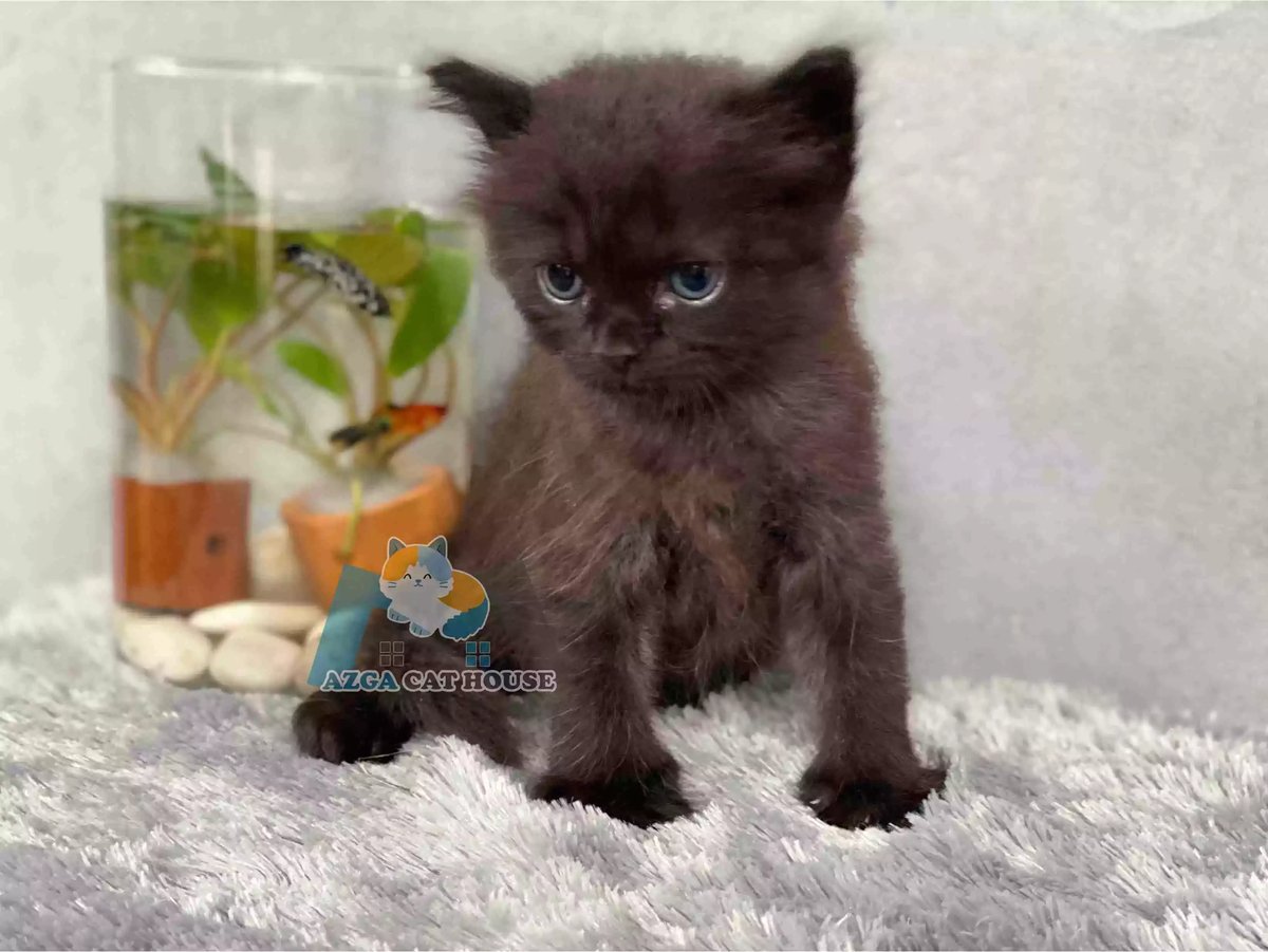 Kucing Persia Hitam Full Longhair Bulu Lebat Aktif