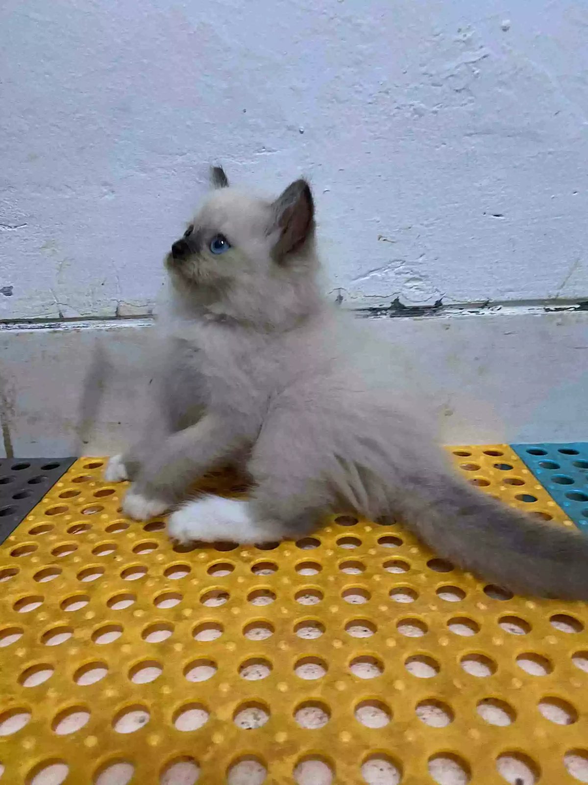 Kucing Himalaya Seal Point Bulu Lebat Aktif