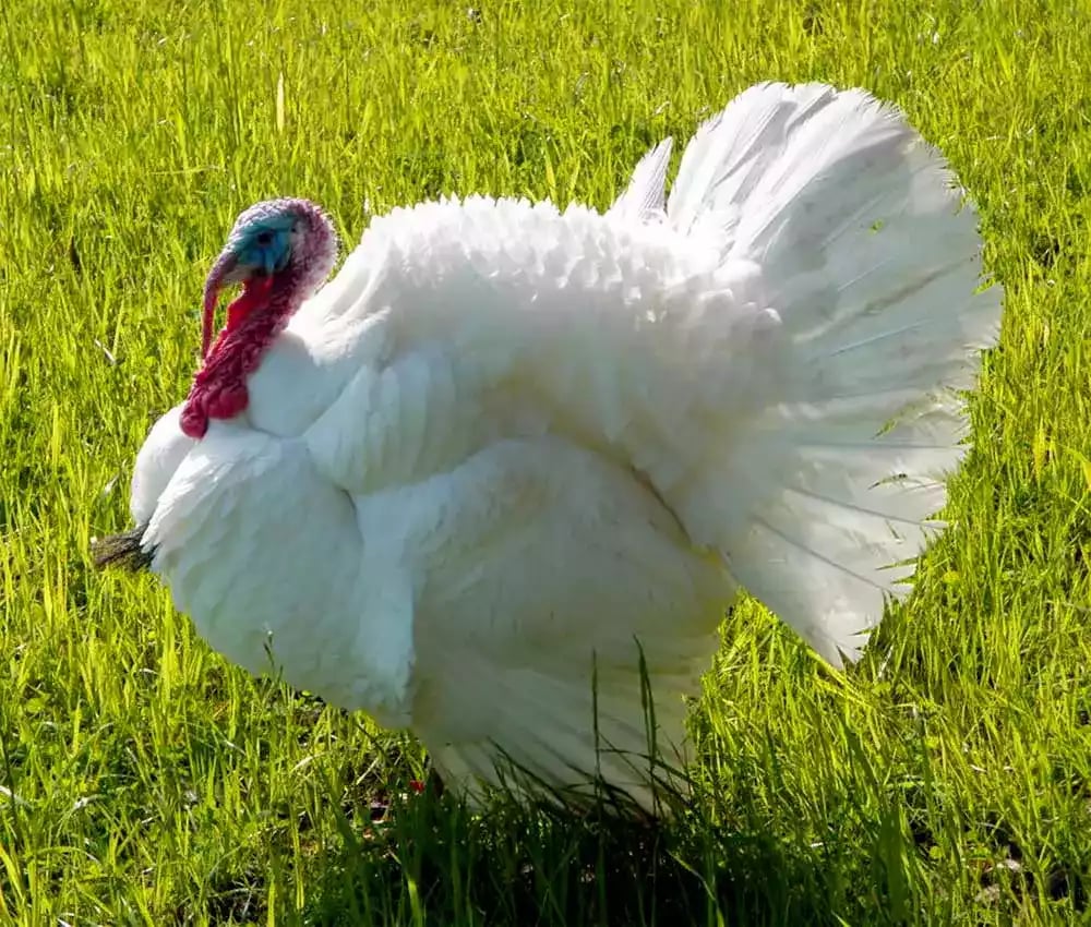 Kalkun White Holland