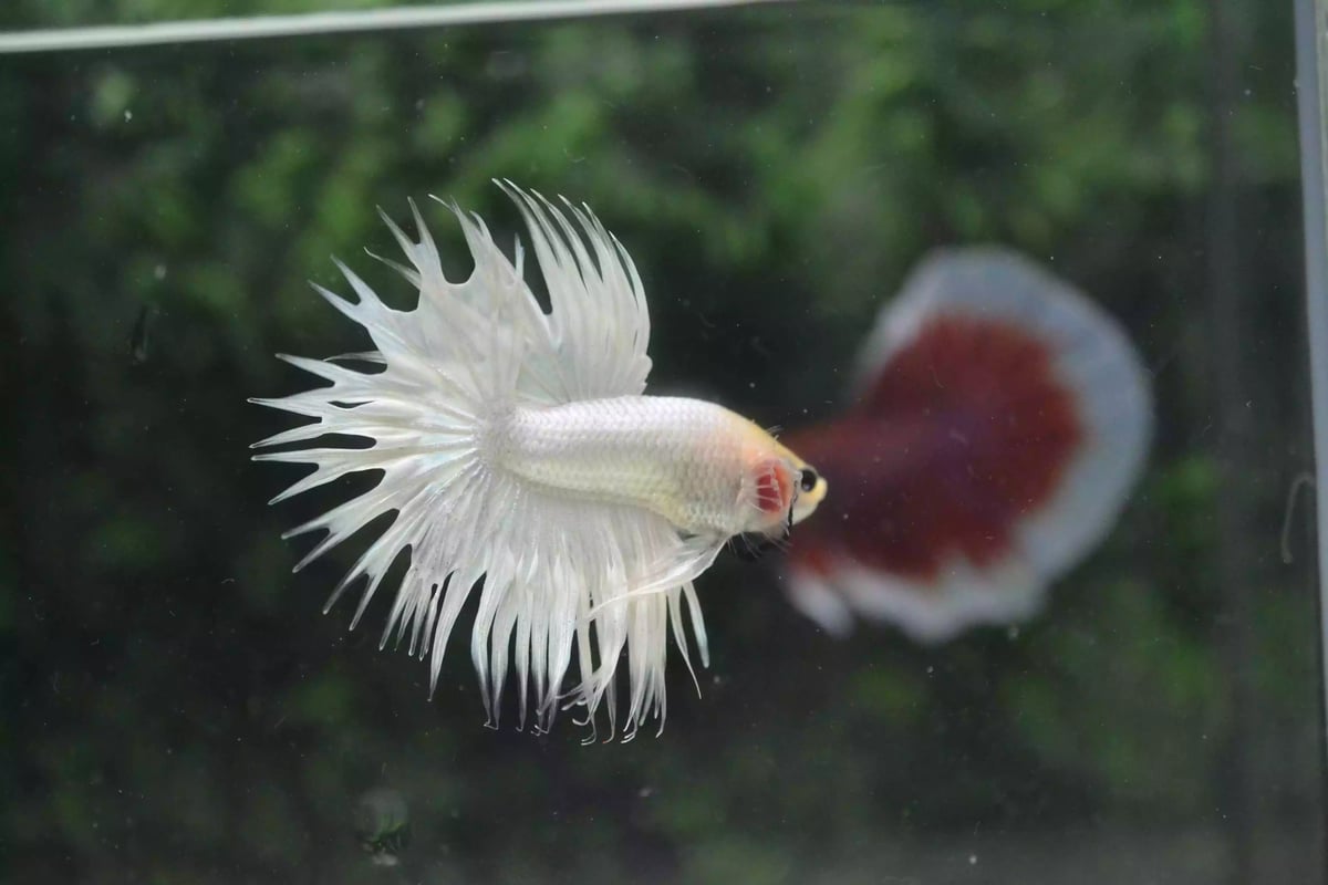 Ikan Cupang Crowntail White
