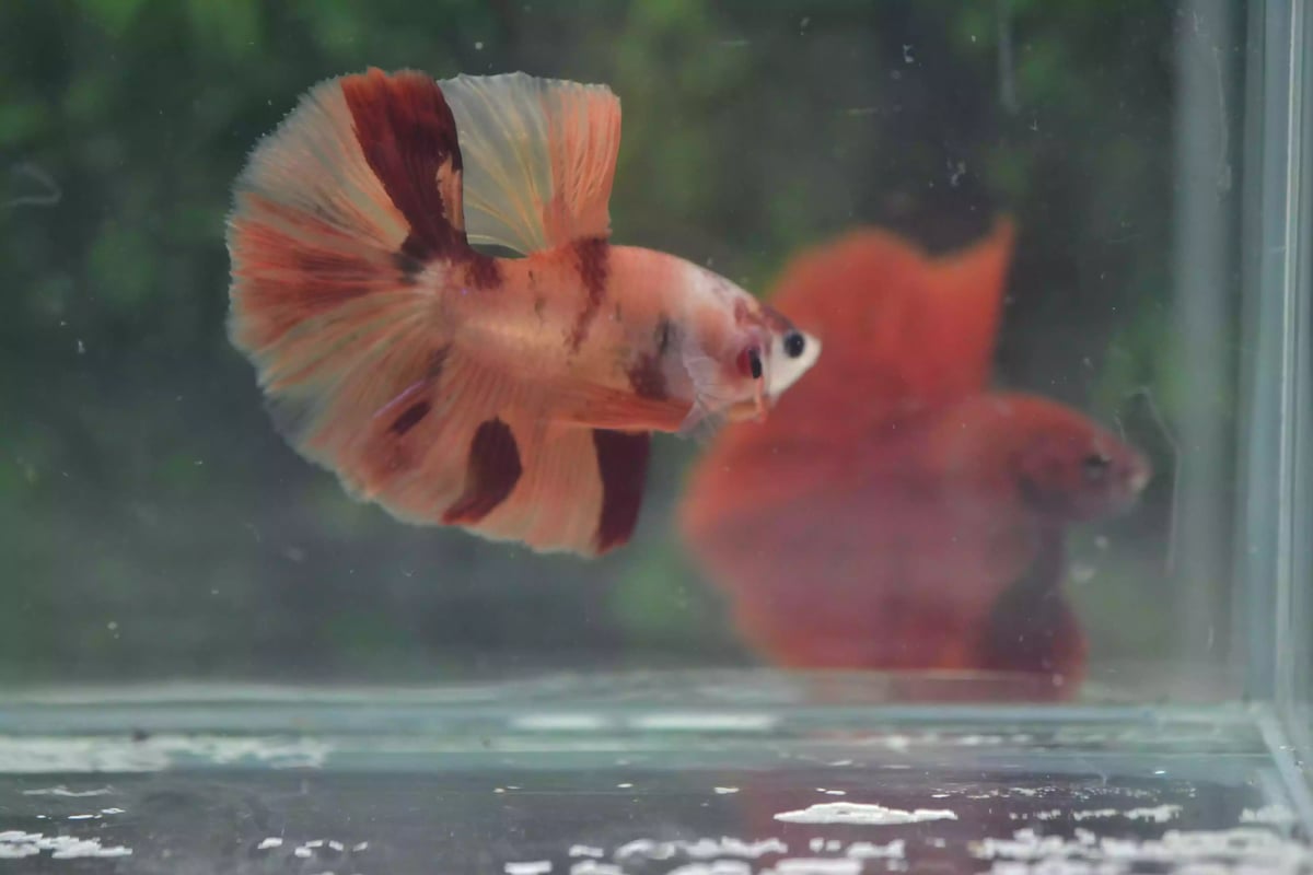 Ikan Cupang Halfmoon Nemo