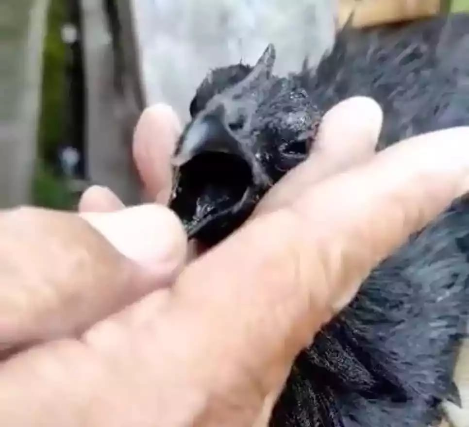 Ayam Cemani Lidah Hitam