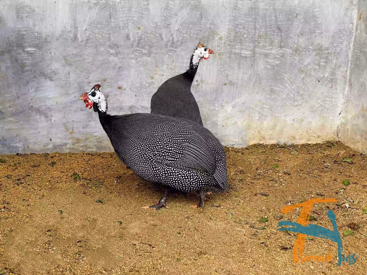 Ayam Mutiara Pearl Grey