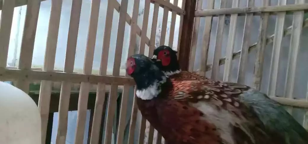 Ringneck Pheasant Merah