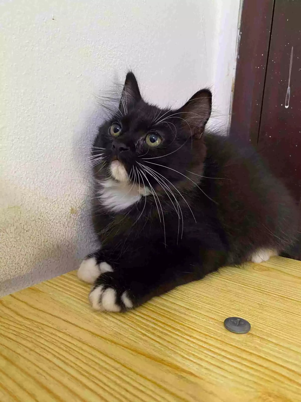 Kucing Persia Hitam Putih Bulu Lebat Aktif