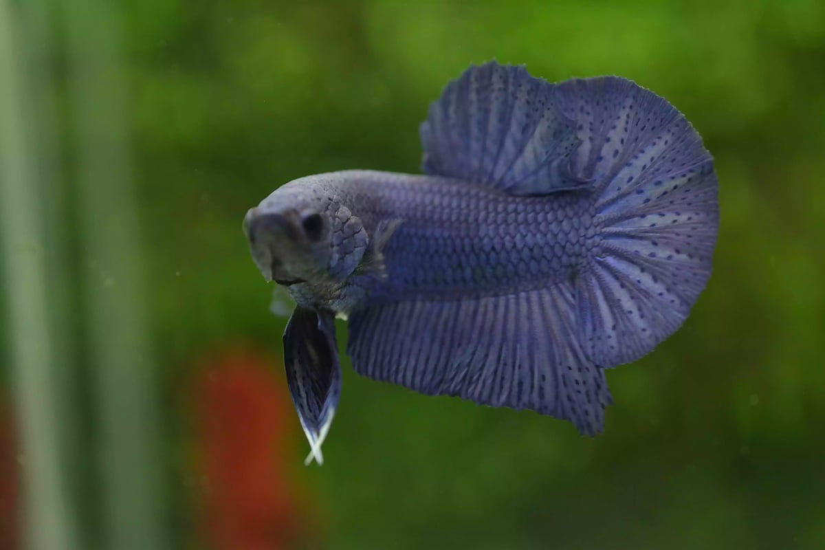 Ikan Cupang Plakat Blue