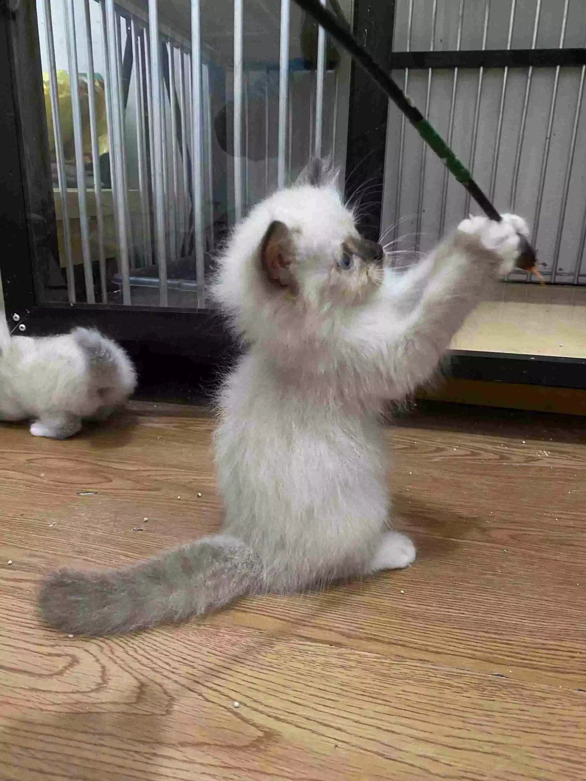 Kucing Himalaya Seal Point Bulu Lebat Aktif