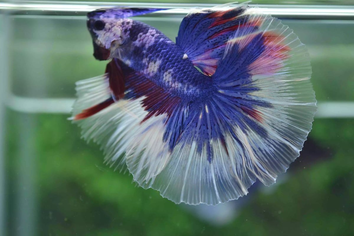 Ikan Cupang Halfmoon Fancy