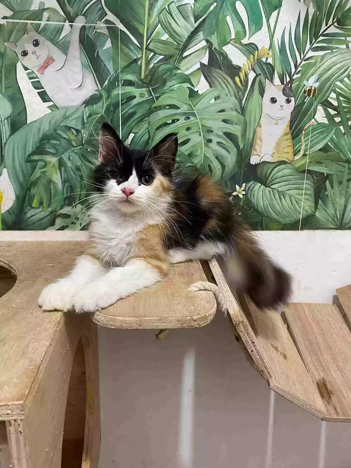 Kucing Persia Calico Bulu Lebat Aktif Lucu