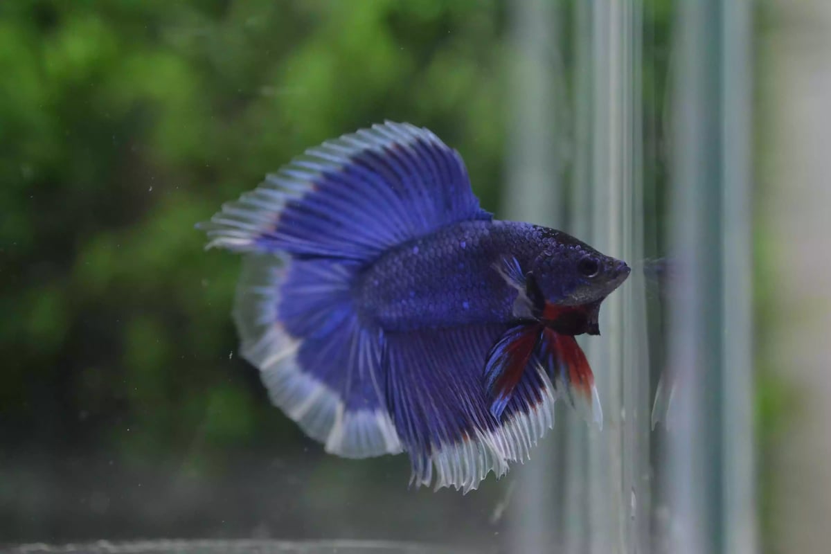 Ikan Cupang Halfmoon Double Tail