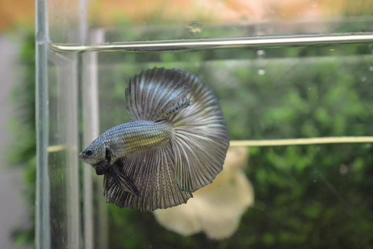 Ikan Cupang Halfmoon Copper