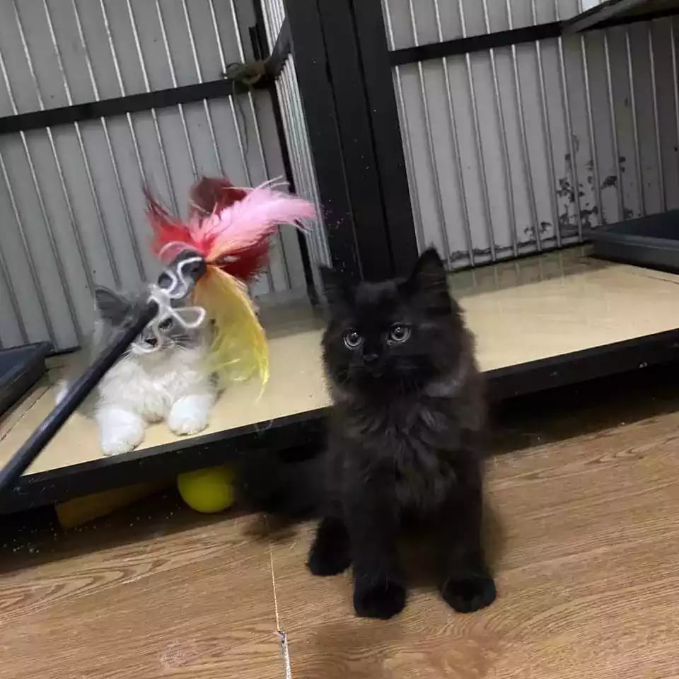 Kucing Persia Hitam Full Longhair Bulu Lebat Aktif