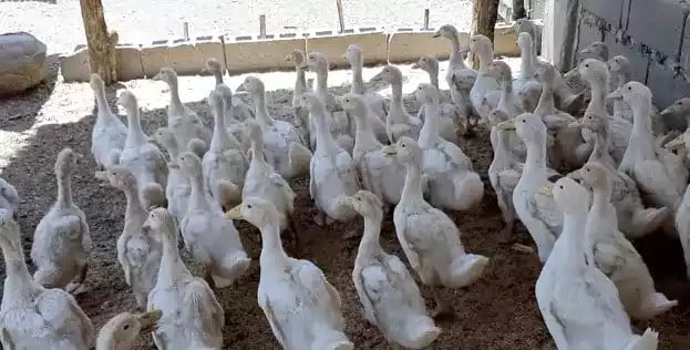 DOD Bebek Peking Pedaging