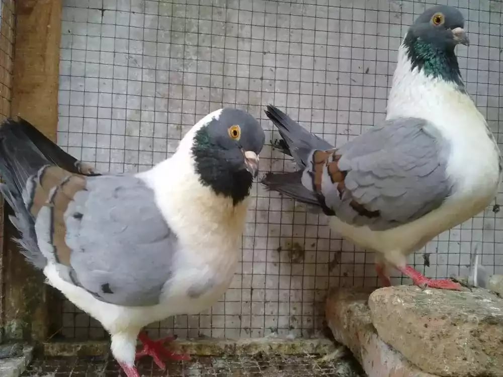 Burung Merpati Modena