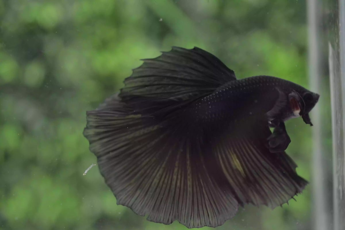 Ikan Cupang Halfmoon Black