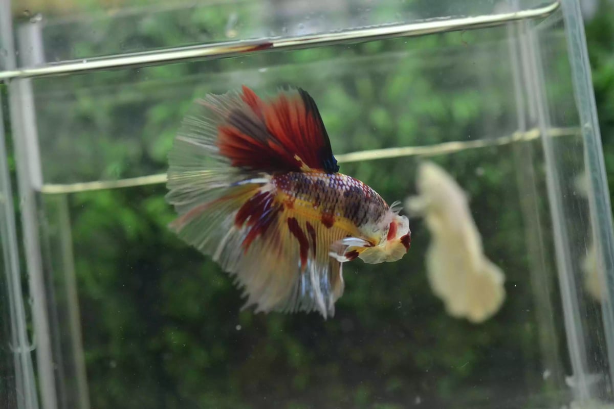 Ikan Cupang Halfmoon Red Multicolor