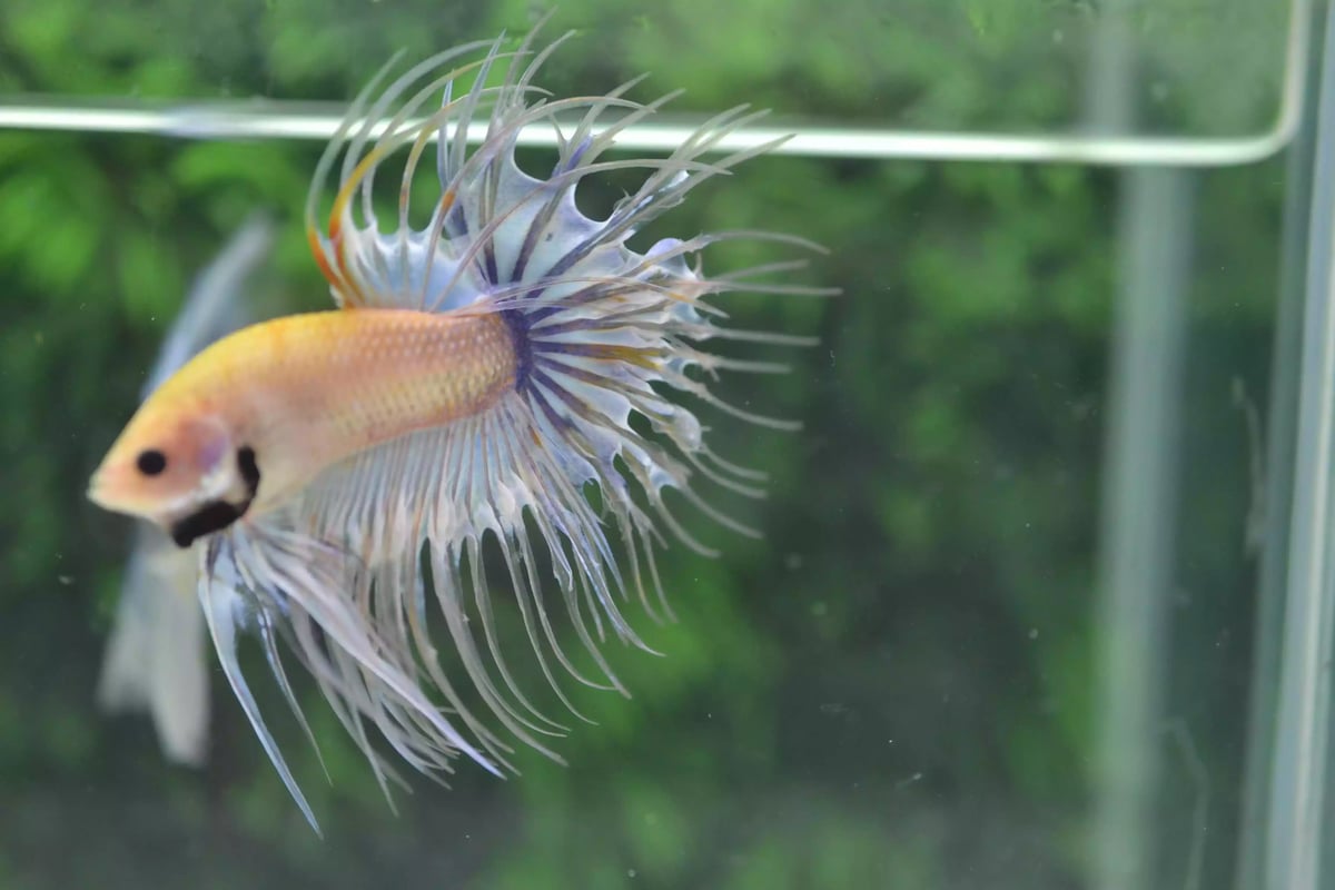 Ikan Cupang Crowntail Marble