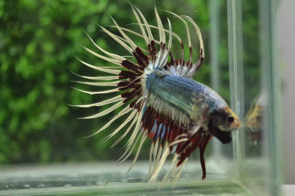 Ikan Cupang Crowntail Butterfly