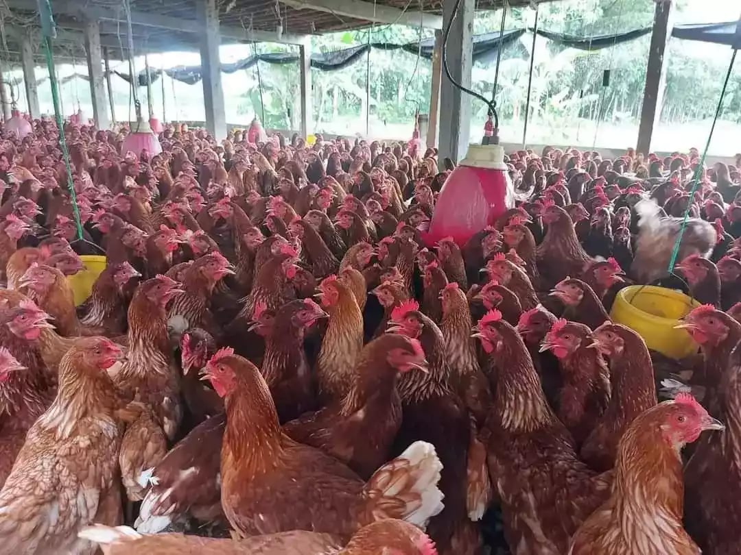 Jual Pullet Ayam Petelur Merah Pengertian, Pemeliharaan Dan Manfaat