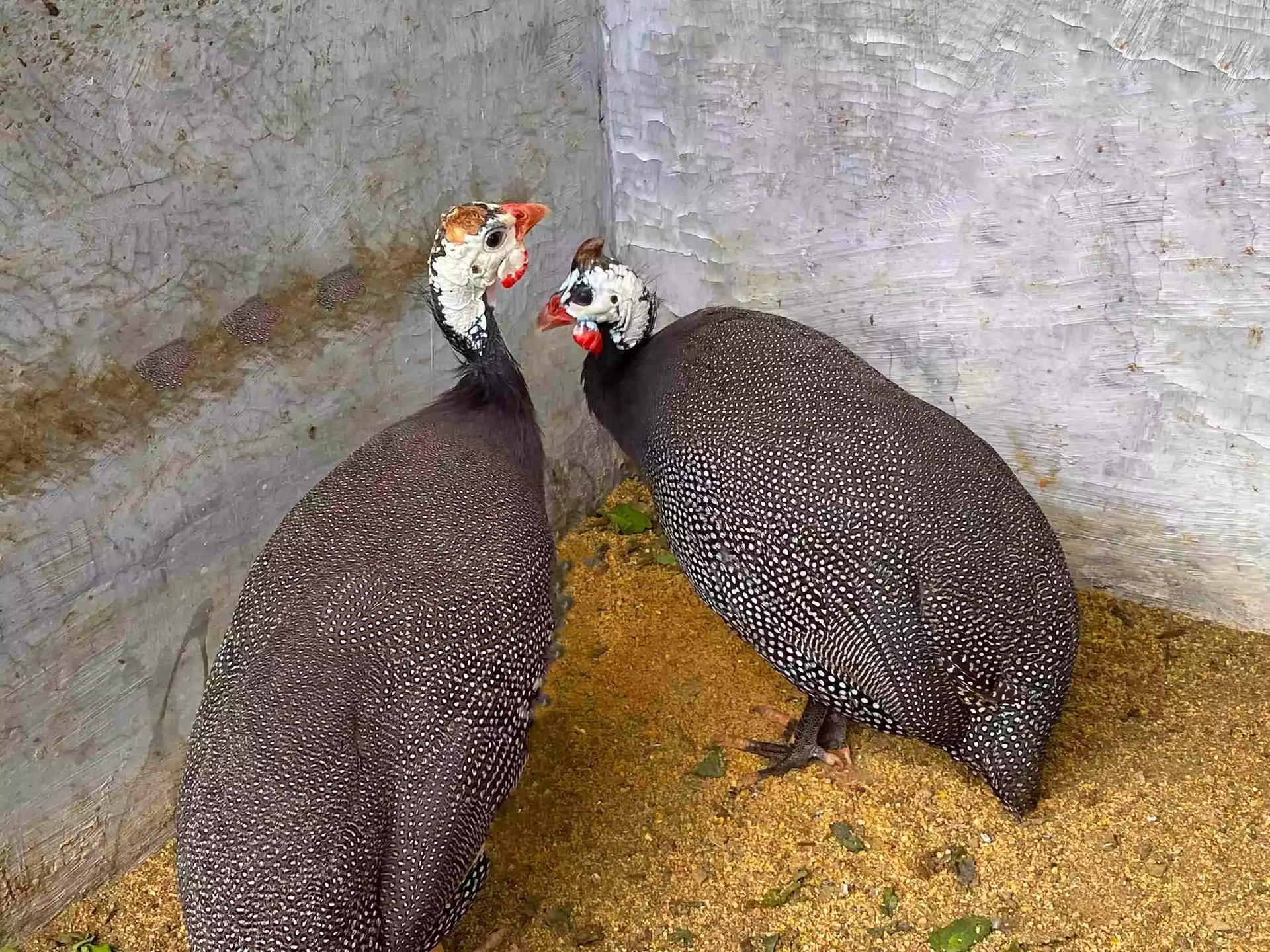 Ayam Gray Guinea Fowl