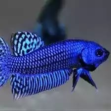 Ikan Cupang Alien Wild Betta Hybreed