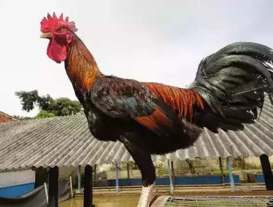 Ayam Pelung