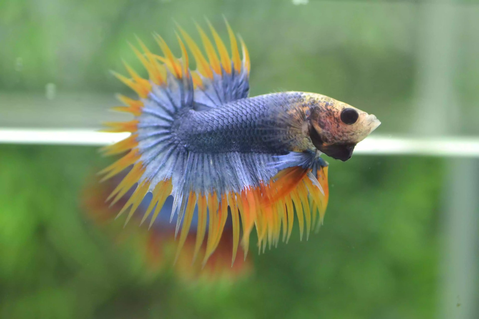Ikan Cupang Crowntail