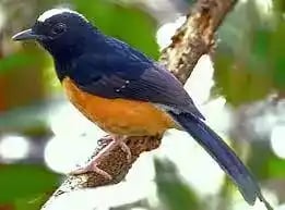 Burung Murai Batu Borneo