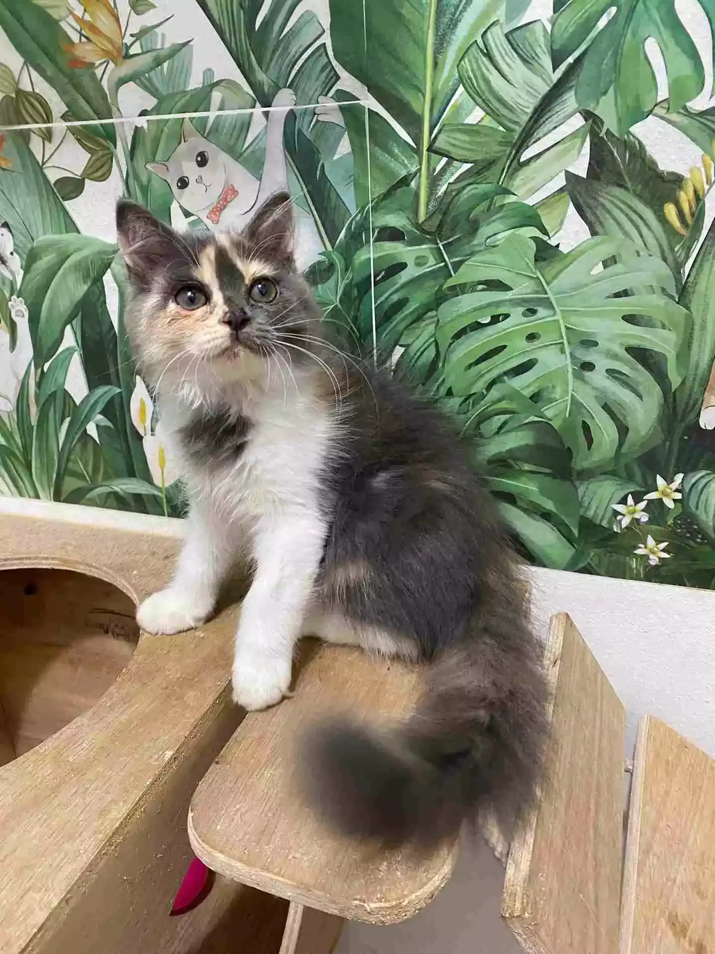 Kucing Persia Calico Bulu Lebat Aktif Lincah