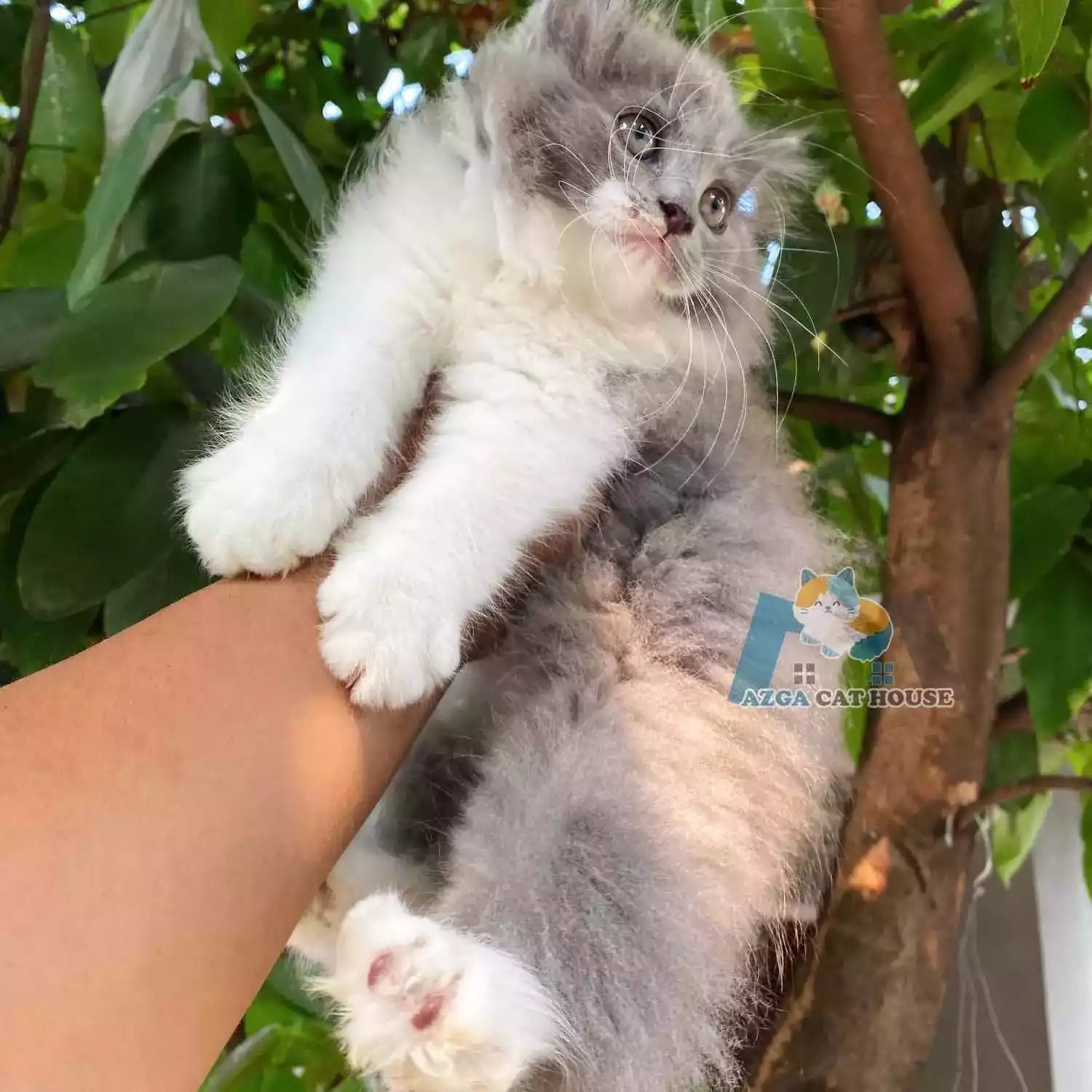 Kucing Persia Abu Abu Putih